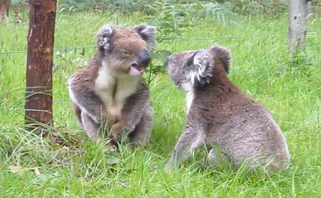 koala-argument